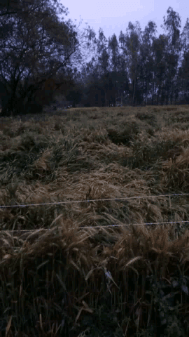 असमय बारिश से हुआ गेहूं,आलू,सरसों की फसलों को हुआ भारी नुकसान-किसानों के चेहरे पर छाई मायूसी#vairal