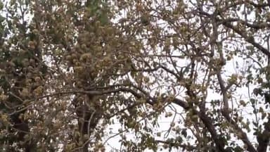 अम्बिकापुर सरगुजा संभाग सहित छत्तीसगढ़ के कोने कोने में 17 मार्च से 30 मार्च तक आंधी तूफान के बाद बारिश होने की संभा.