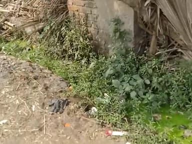 सबौर: sabour parkhand ke chandheri panchyat ke mirzapur village ke 8-9 war ka sisithi@sabour @bhgalpur #bgp #sabour@