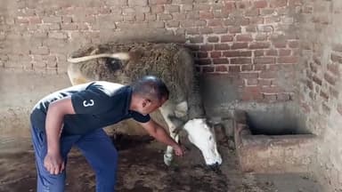 अजयगढ़: अजयगढ़ नगर परिषद अंतर्गत वार्ड क्रमांक 9 में सियार ने घर में घुसकर गाय और मकान मालिक पर किया हमला