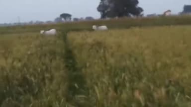 ग्राम सराय पिपरिया में नहीं कम रहा गायों का कहर किसानों ने परेशान होकर विडियो की सोशल मीडिया पर वायरल