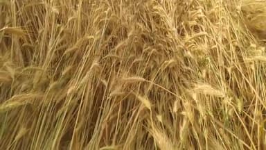 रहटगांव: रहटगांव तहसील क्षेत्र में देर रात चली हवा आँधी और बारिश से कई किसानों की गेँहू की फसल आड़ी पड़ी।उत्पादन पर पड़ेगा प्रभाव।