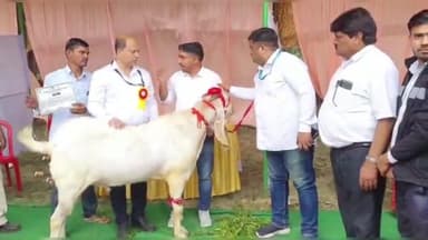 मथुरा: फरह में आयोजित बकरी मेले में 6 लाख रुपये के बकरे को देखने के लिए उमड़ी लोगों की भीड़, बकरा मेले में बना आकर्षण का केंद्र