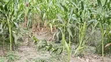 कुढ़नी: कुढ़नी में बारिश के साथ तेज हवा से फसल बर्बाद, शाहपुर मरीचा पंचायत के सरपंच ने बर्बाद फसल के मुआवजा की मांग की