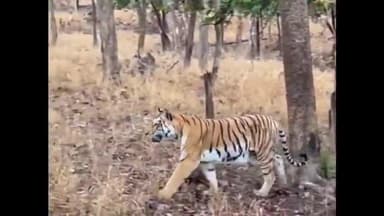 सिवनी: पेंच टाइगर रिजर्व में पर्यटको की जिप्सी वाहन के पास पहुंची बाघिन, पर्यटको की थमी सांसे, वीडियो हुआ वायरल