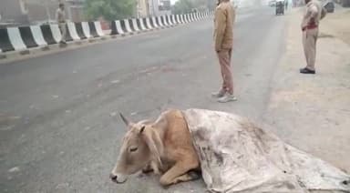 तिलहर: मीरानपुर कटरा थाना क्षेत्र के नेशनल हाईवे पर अज्ञात वाहन की टक्कर से घायल गर्भवती गाय को गौरक्षकों ने पहुंचाया गौशाला