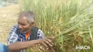 बिलग्राम: देवी पुरवा में गंगा नदी की तेज धार कर रही कटान, कच्ची फसल काटने को मजबूर काश्तकार