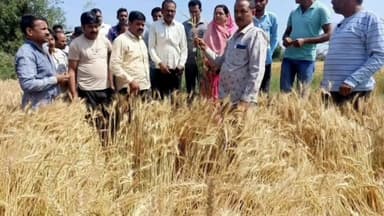 साईं खेड़ा: साईखेड़ा के विभिन्न ग्रामों में भारी वर्षा से नुकसान हुई फसलों का गाडरवारा विधायक ने लिया जायजा