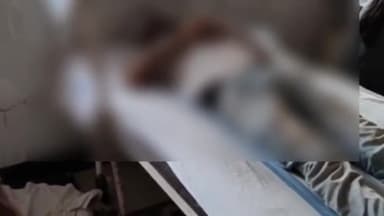 सिवनी: बरघाट नाका इलाके में मधुमक्खियों के हमले में एक युवक हुआ घायल, जिला अस्पताल में इलाज जारी