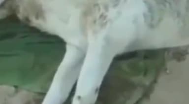 चितरंगी: चितरंगी गढ़वा मुख्य में तेज गति से परिवहन कर रहे पिकप वाहन ने रोड पर खड़े एक गौवंश को मारी टक्कर,हुई मौत