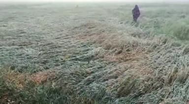 भदोही: भदोही में प्रधानमंत्री फसल बीमा योजना के अंतर्गत ओलावृष्टि जलभराव आज से हुए फसलों के नुकसान के लिए नंबर जारी