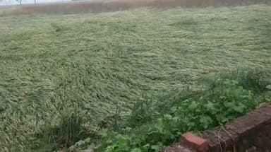 भदोही: रविवार की रात बारिश से लठिया सहित अन्य गावों में गेहूं की फसल हुई बर्बाद, किसान हुए चिंतित