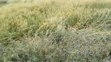 थावे: प्रखंड क्षेत्र में तेज आंधी एवं बारिश ने तैयार फसलों को किया बर्बाद, किसानों की बढ़ी चिंता