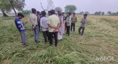 टूंडला: नारखी क्षेत्र में ओलावृष्टि से सरसों और गेहूं की फसल में हुआ किसानों को काफी नुकसान, सरकार से लगाई मदद की गुहार