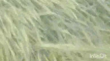 हसनपुर: गांव रखेड़ा निवासी युवक की बारिश से बर्बाद हुईं 25 बीघा गेहूं की फसल, युवक ने वीडियो बनाकर किया सोशल मीडिया पर वायरल