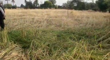 सिरोंज: क्षेत्र के कई ग्रामों में बीते दिन हुई ओला वृष्टि से किसानों की फसलें हुई बर्बाद, सरकार से की मुआवजे की मांग