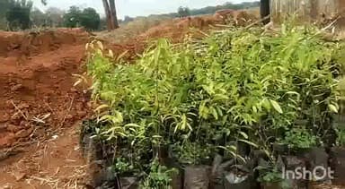 अंबिकापुर: विश्व वानिकी दिवस पर कलेक्टर कुंदन कुमार ने जिला स्तरीय कार्यक्रम का आयोजन सखौली में किया गया आयोजन।