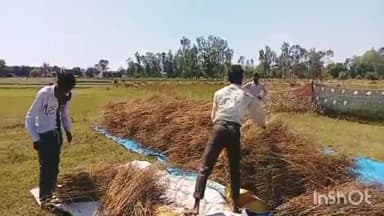 लखीमपुर: मूसलाधार बारिश व तेज़ हवाओं के चलते ओयल ढकवा गांव में किसानों की फसलें हुई बर्बाद