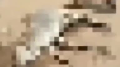 देवसर: ग्राम चाचर के पास बाइक सवार को बचाने के चक्कर में पिकप वाहन ने रोड पर खड़े गौवंश को मारी टक्कर,हुई मौत