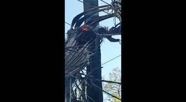 बेगूसराय: मुंगेरीगंज में पेड़ के पत्ते में बिजली की तार सटने से लगी आग, बिजली विभाग को दी गई सूचना