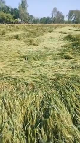 lal gang me kal barish vole ke karn fasal bekar ho gayi hai❄️❄️😥