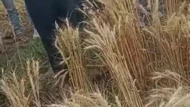 राघोगढ़: बारिश और ओलावृष्टि से हुए नुकसान का जायजा लेने जिले के मदागन माफी और गुर्जर खेड़ी में पहुंचे एसडीएम और तहसीलदार