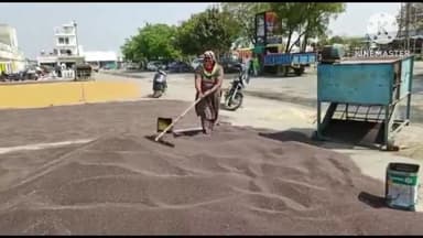 सोनीपत: सरसों में नमी बढ़ने से सोनीपत अनाज मंडी में गिरा भाव, ₹5080 प्रति क्विंटल तक लगी बोली