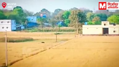 #Mirzapur: ग्रामीणों के बीच दहशत का वीडियो वायरल, जिगना इलाके में मचा रखी थी दहशत, इलाज के बाद जंगल में छोड़ा जाएगा भालू