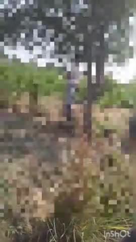 टूंडला: राजा का ताल के पास जंगल में नीम के पेड़ पर लटका मिला अज्ञात युवक का शव