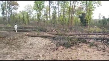 बरकट्ठा: भैया डीह जंगल से वन विभाग के अधिकारियों ने सखुवा की 60 बोटा लकड़ी की बरामद