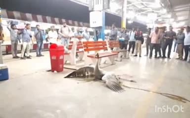 बरेली: बरेली रेलवे जंक्शन पर ट्रेन से टकराकर राजकीय पक्षी सारस हुआ घायल