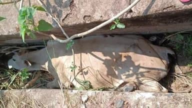 କେନ୍ଦୁଝର ସହର: ପନ୍ଦାଡୋ ନିକଟ ଏକ ଡ୍ରେନରେ ପଡ଼ିଥିବା ଗୋରୁକୁ ଉଦ୍ଧାର କଲା ହାଟଡ଼ିହି ଅଗ୍ନିଶମ ବାହିନୀ