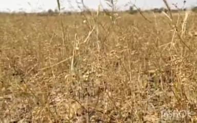 नटेरन: ग्राम दीघोनी में ओला प्रभावित फसलों का राजस्व कर्मचारी व कृषि विभाग के अधिकारियों द्वारा की गई खराब फसल की क्रॉप कटिंग