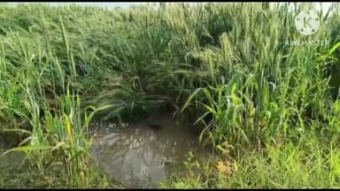 सोनीपत: रात को हुई बरसात के बाद सांदल खुर्द सहित जिले के कई गांवों में गेंहू के खेतों में हुआ जलभराव, किसानों को हुआ नुक़सान