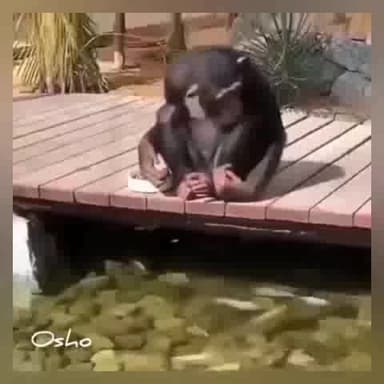 धर्म की जड़ सदा ही हरी रहती है एक वीडियो के माध्यम से देख सकते हैं