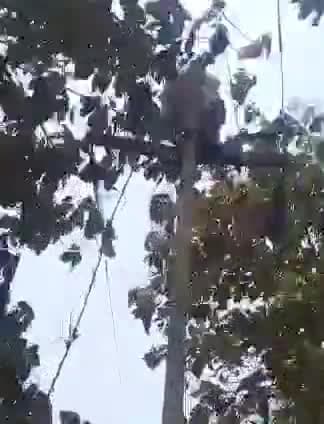 गोंडा: आंधी-बारिश से इटियाथोक क्षेत्र में कई जगहों पर बिजली आपूर्ति हुई बाधित, जेई ने कहा- मरम्मत कार्य है जारी