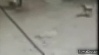 हुज़ूर: भोपाल में लठ और लातों से आवारा कुत्तों को मारने का वीडियो आया सामने, शिकायत दर्ज