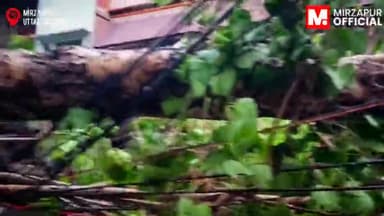 Breaking News: #मिर्ज़ापुर नगर के चिनिहवा इनारा, डंकिनगंज इलाके में विशाल पेड़ गिरा, बिजली का खम्बा क्षतिग्रस्त