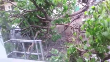 मिर्ज़ापुर: डंकिन गंज के चिनियहवाईनारा  के पास  तेज आंधी आने पर विशाल पीपल का पेड़ गिरा आसपास के घरों पर हुई क्षति बाल बाल बचे लोग