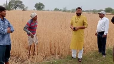 अमानगंज: ओलावृष्टि से प्रभावित फसलों का अमानगंज तहसीलदार ने किया निरीक्षण