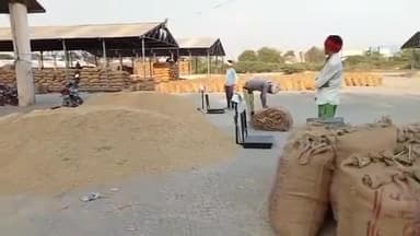 होशंगाबाद नगर: सोमवार से शुक्रवार तक नर्मदापुरम जिले में गेहूं की होगी खरीदी, ₹2125 प्रति क्विंटल रहेगा समर्थन मूल्य