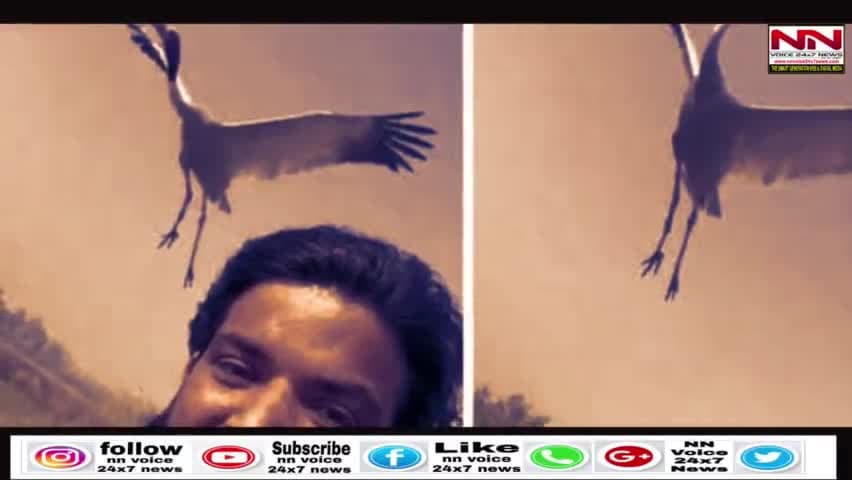 सारस आरिफ़ की दोस्ती टूट अब सारस यँहा है @arifgurjar #arifsaras #sarasarifvideo #retutn_to_saras_arif