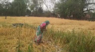 अमानगंज क्षेत्र में ओले गिरने से किसानों की फसलें हुई चौपट