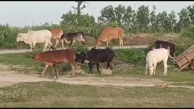 मुरादाबाद: ग्राम रौंडा में ग्रामीणों ने आवारा पशुओं को पकड़ कर भेजा नाजरपुर गौशाला