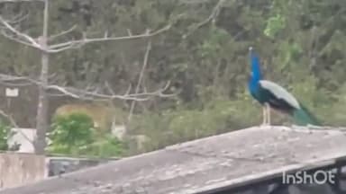 हरिद्वार: BHEL अस्पताल के पास गुलदार दिखने से मचा हड़कंप, रेंजर विपिन कुमार डिमरी ने की पुष्टि