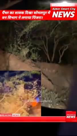 अजमेर: अजमेर तारागढ़ की पहाड़ियों में दिखा पैंथर / #Taragarh Panther, #ajmernewstoday #ajmer #ajmernews