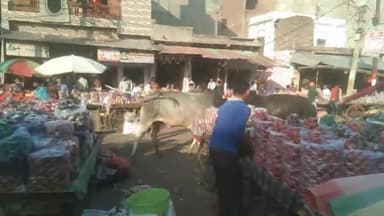 एक बार फिर जनपद फिरोजाबाद के चूड़ी मार्केट रसूलपुर अड्डे पर तो आवारा सांडों में हुआ भयंकर युद्ध जिससे लोगों का हुआ काफी