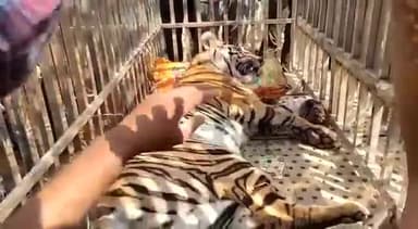 जिले में आए बाघ को रेस्क्यू टीम द्वारा अपने कब्जे में कर लिया गया हैं घबराने की बात नहीं है आप सभी श्रद्धालु मां कुदरगढ़