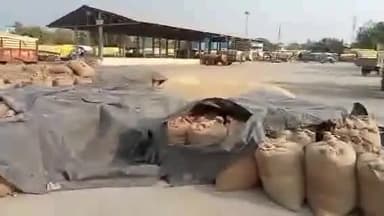 होशंगाबाद नगर: चना, मसूर एवं सरसों की नर्मदापुरम जिले में आज से होगी खरीदी, कुल 27 केंद्र बनाए गए