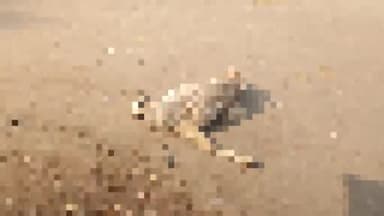 सरई: हर्रई मोड के पास बाइक सवार ने गोवंश को मारी टक्कर गोवंश की हालत गंभीर बाइक सवार फरार